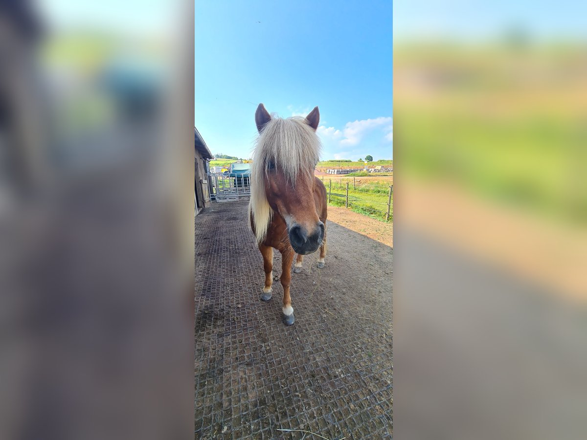 Islandpferd Stute 17 Jahre 137 cm Fuchs in Zerf