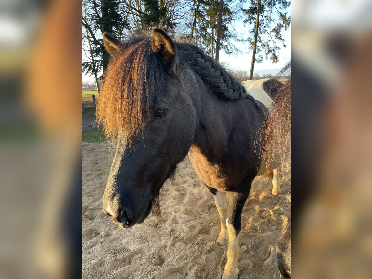 Islandpferd Stute 17 Jahre 145 cm in Anderlingen