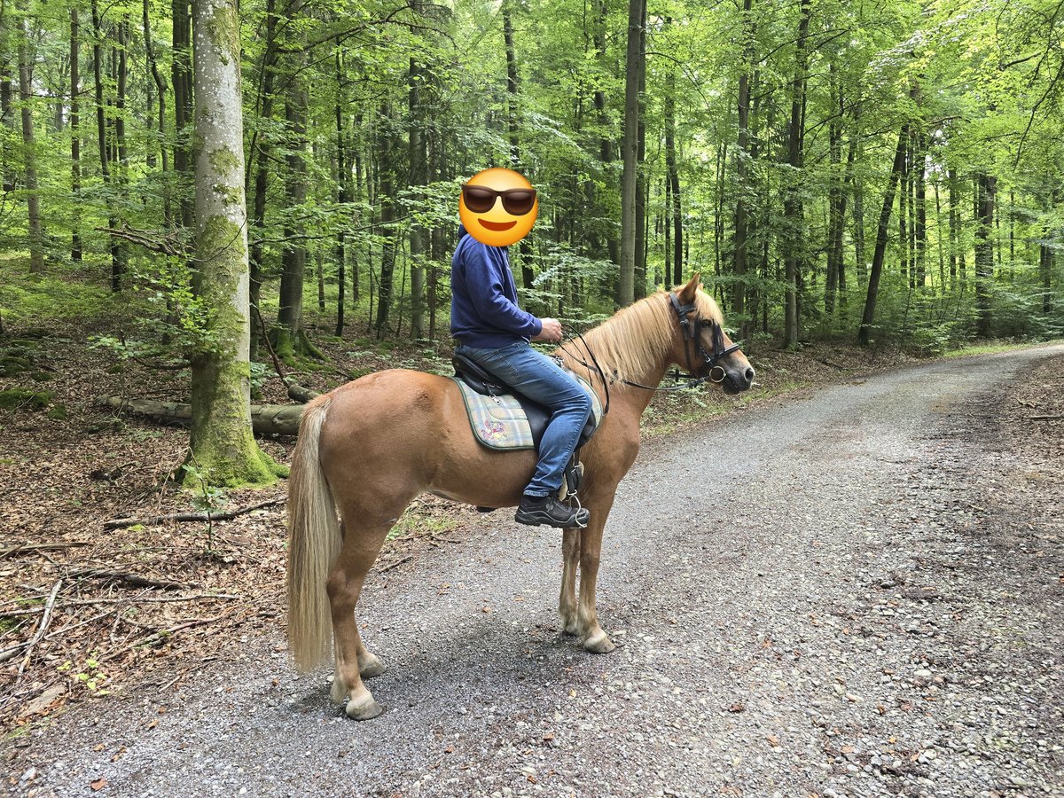 Islandpferd Stute 17 Jahre Fuchs in Weissach
