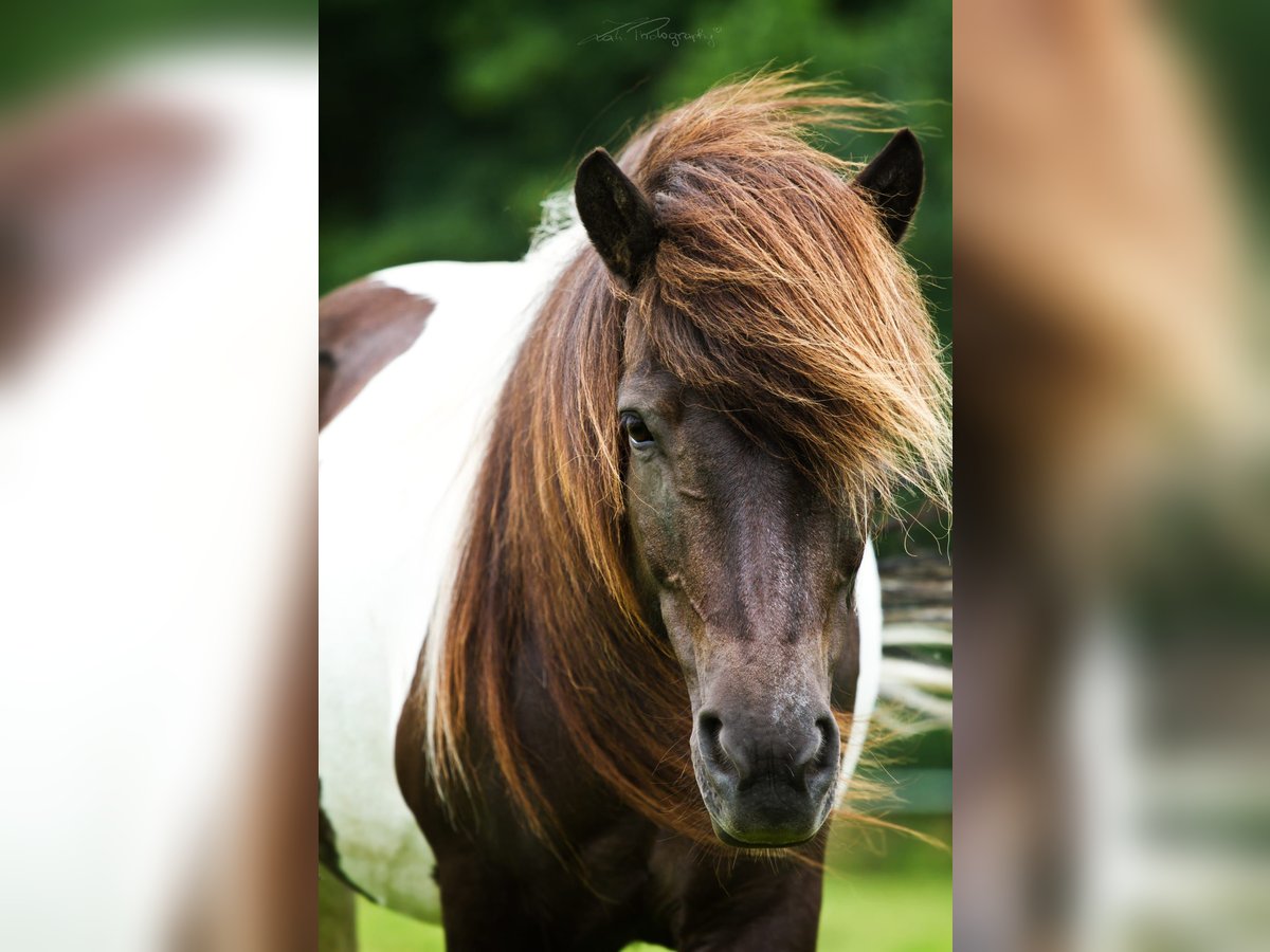 Islandpferd Stute 17 Jahre Schecke in Stra&#xDF;walchen