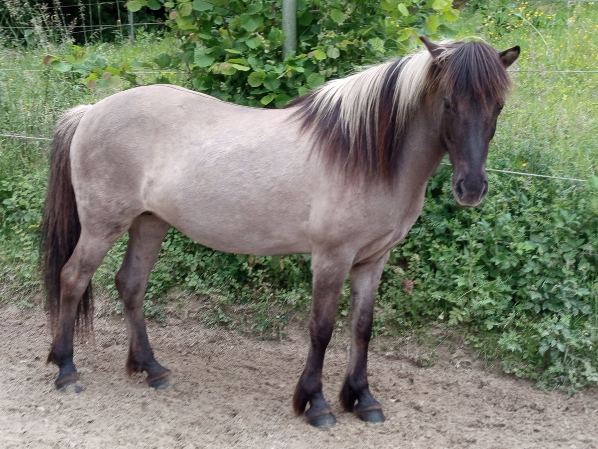 Islandpferd Stute 18 Jahre 138 cm Falbe in Bad Honnef