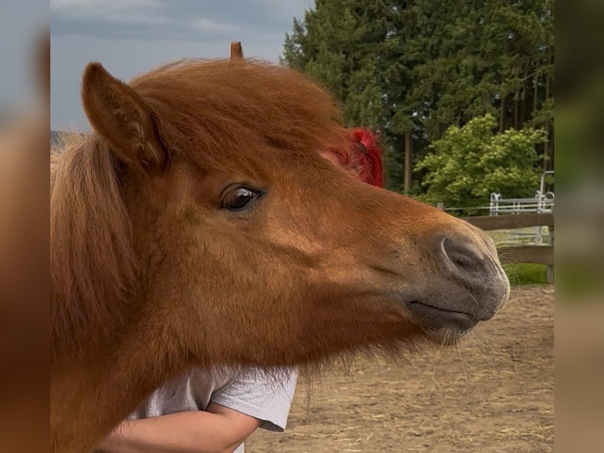 Islandpferd Stute 1 Jahr 138 cm Falbe in Eitorf