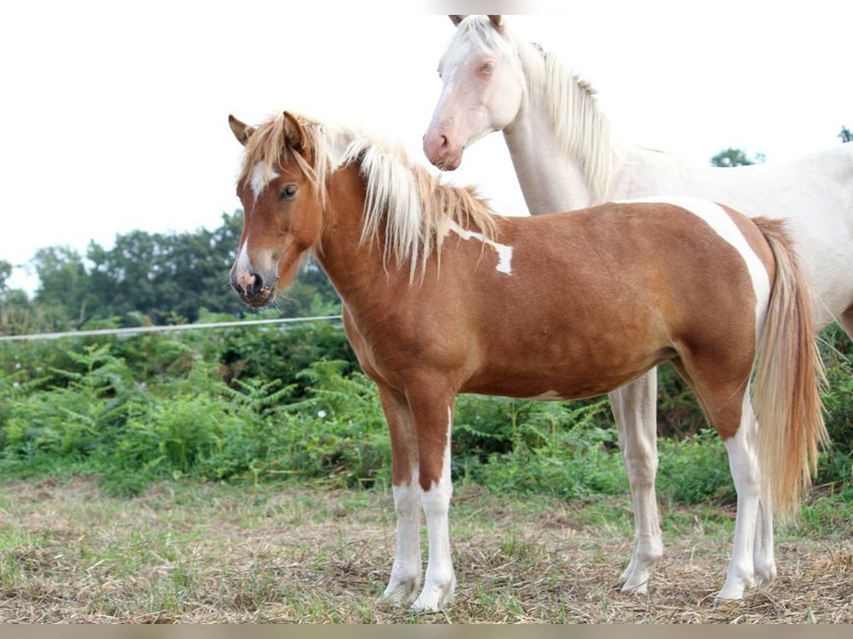 Islandpferd Stute 1 Jahr 138 cm Tobiano-alle-Farben in GOVEN