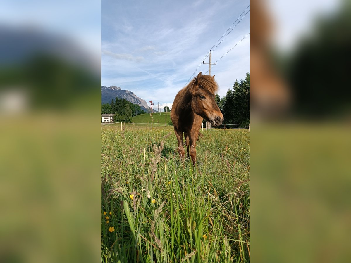 Islandpferd Stute 1 Jahr 145 cm Brauner in Kreublach