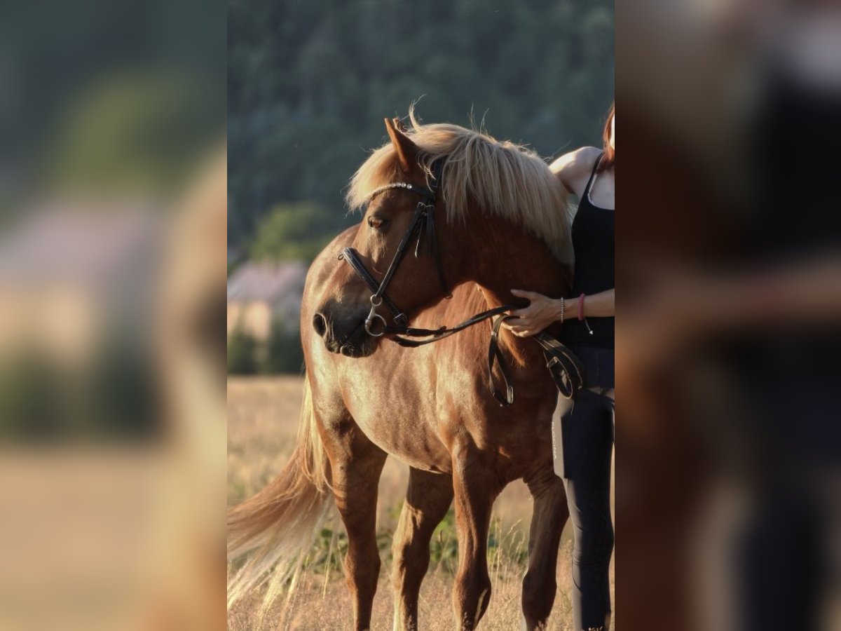 Islandpferd Stute 21 Jahre 135 cm Fuchs in DresdenDresden Islandpferd Stute 21 Jahre 135 cm Fuchs in DresdenDresden