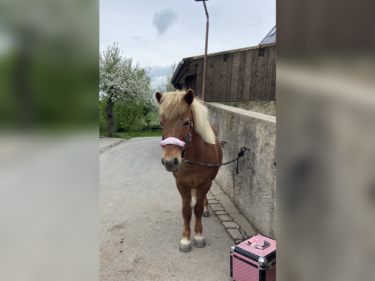 Islandpferd Stute 21 Jahre 135 cm Fuchs in Pirna