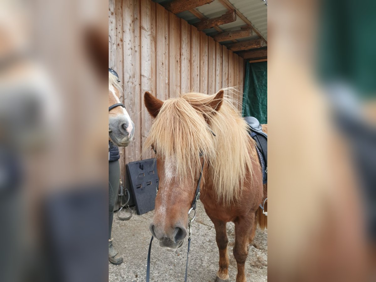 Islandpferd Stute 24 Jahre 135 cm Fuchs in Wenden