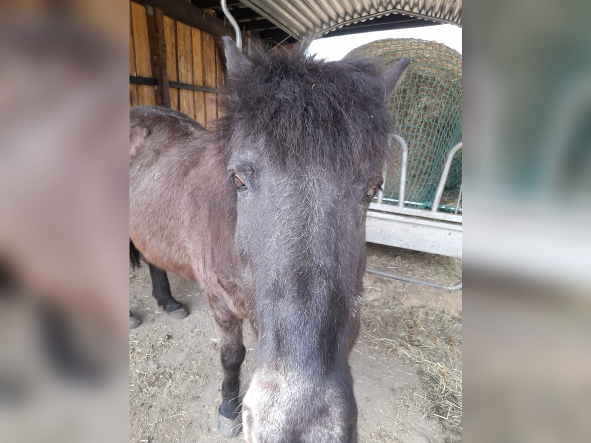 Islandpferd Stute 25 Jahre 138 cm Rappe in Wedemark