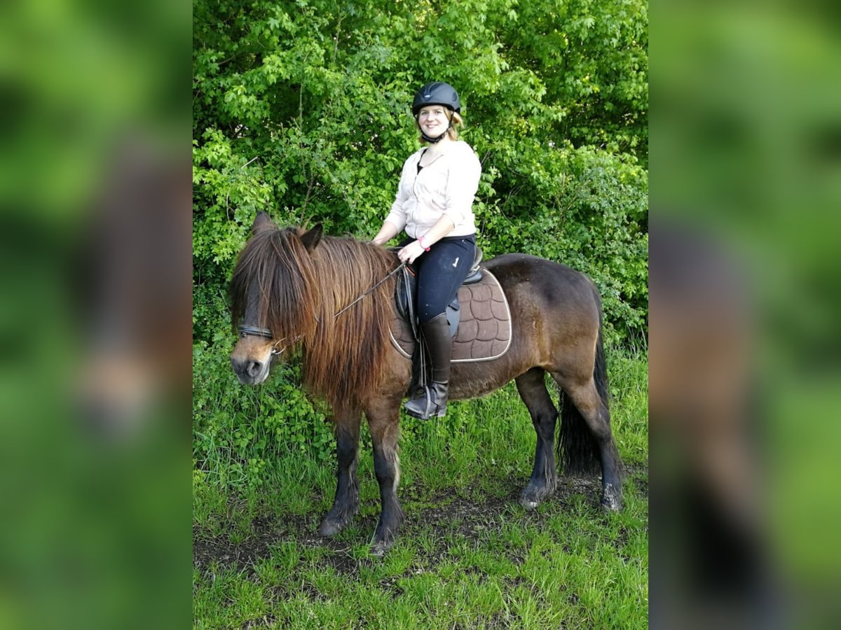 Islandpferd Mix Stute 25 Jahre 145 cm Brauner in Dallgow-D&#xF6;beritz