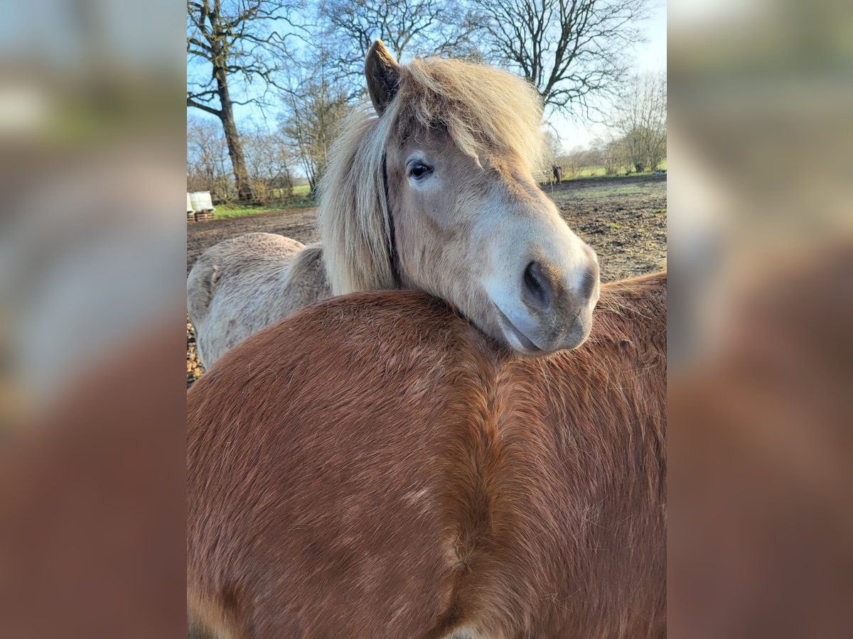 Islandpferd, Stute in Blunk
