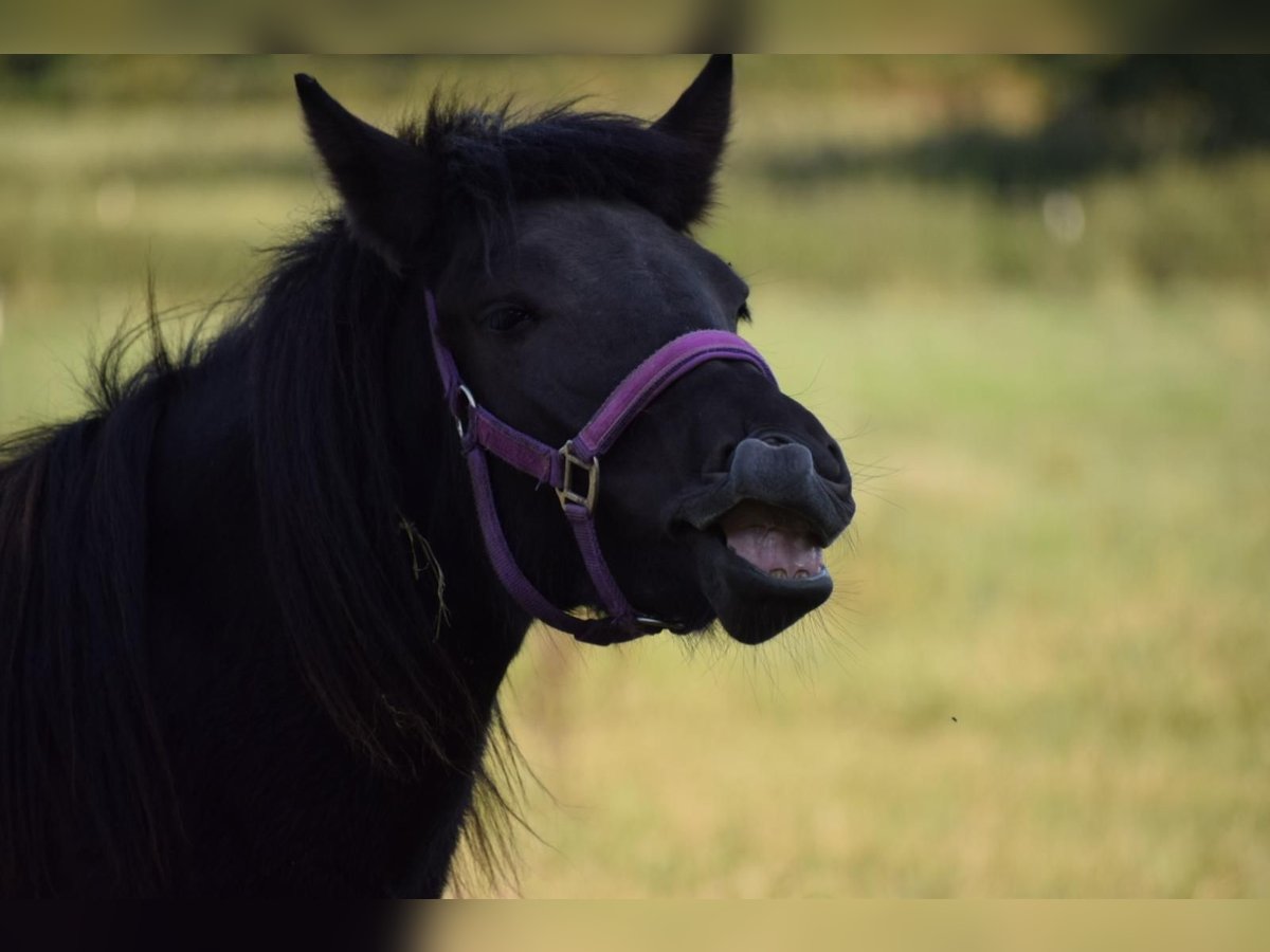 Islandpferd Stute 2 Jahre 139 cm Rappe in Bunk