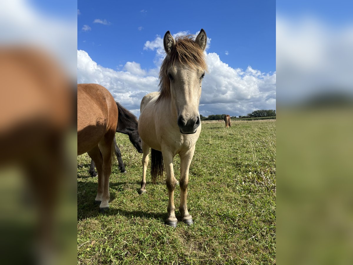 Islandpferd Stute 2 Jahre 140 cm Buckskin in K&#xF6;hnHohenfelde bei Kiel