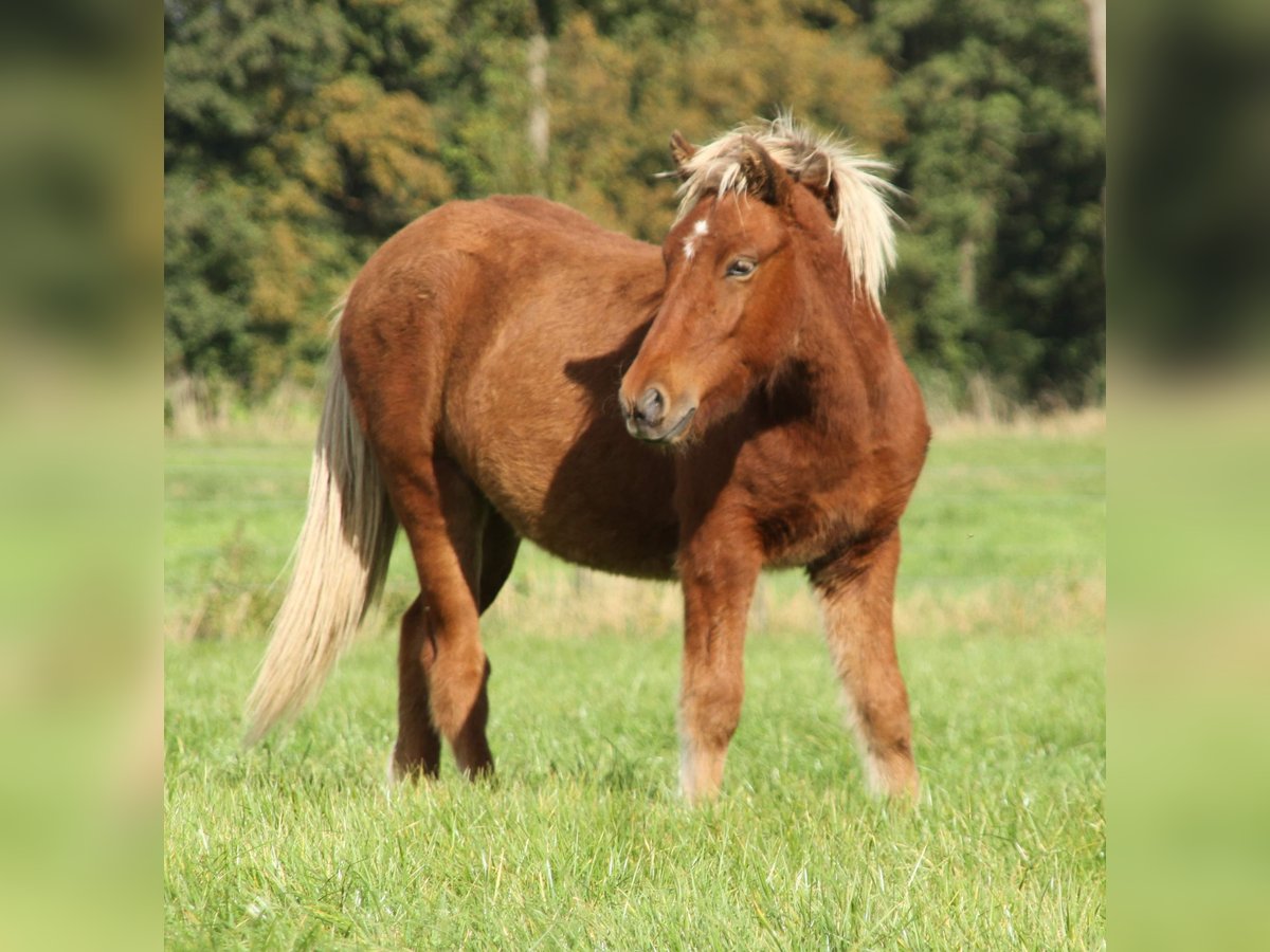 Islandpferd Stute 2 Jahre 140 cm Pearl in Südlohn