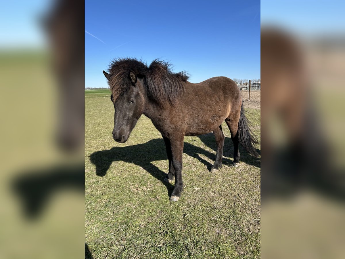 Islandpferd Stute 2 Jahre 140 cm Rappe in Leidschendam