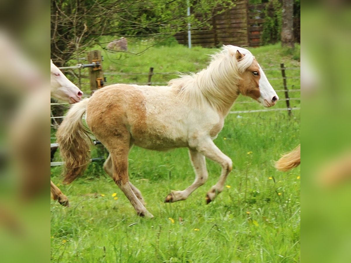 Islandpferd Stute 2 Jahre 140 cm Schecke in Saarland