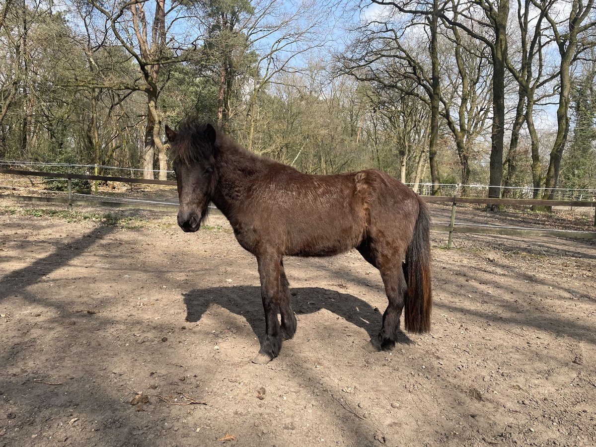 Islandpferd Stute 2 Jahre 143 cm Rappe in Uelsen