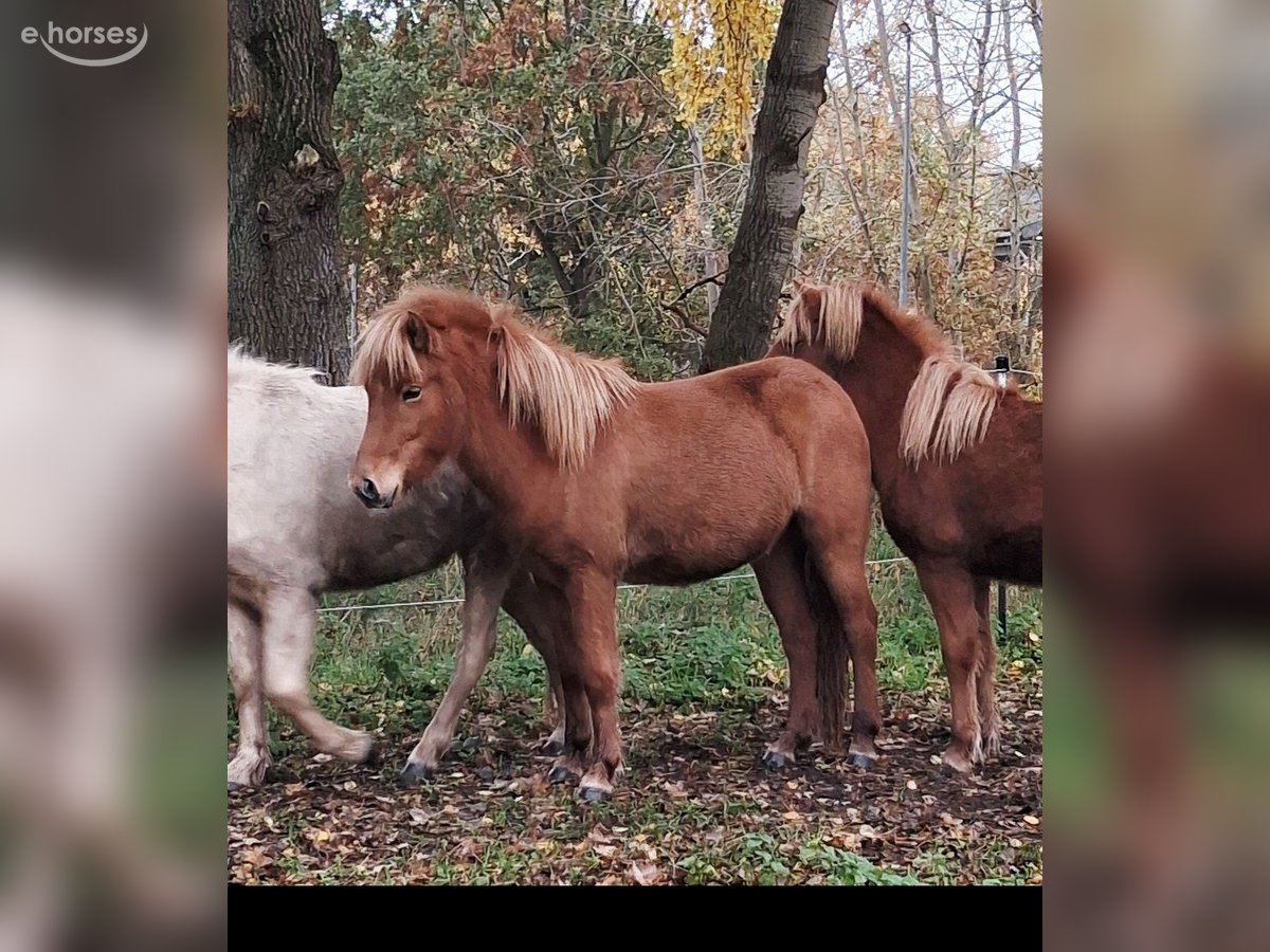 Islandpferd, Stute in Wiemersdorf