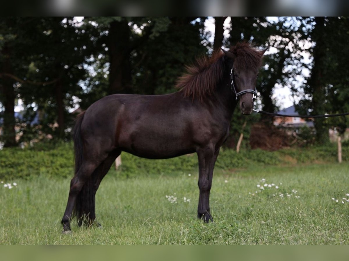 Islandpferd Stute 2 Jahre Schwarzbrauner in Bohmte