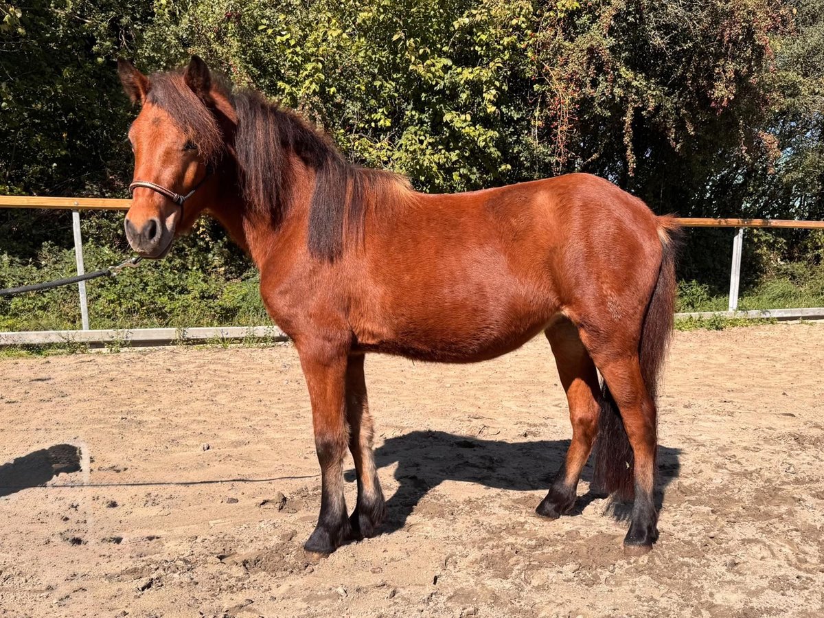Islandpferd Stute 3 Jahre 124 cm Brauner in Euskirchen