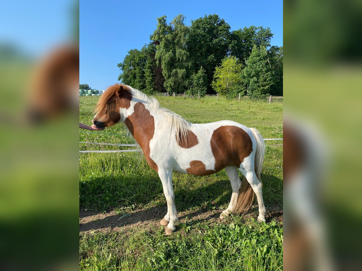 Islandpferd Stute 3 Jahre 135 cm Tobiano-alle-Farben in AttendornAttendorn Islandpferd Stute 3 Jahre 135 cm Tobiano-alle-Farben in AttendornAttendorn