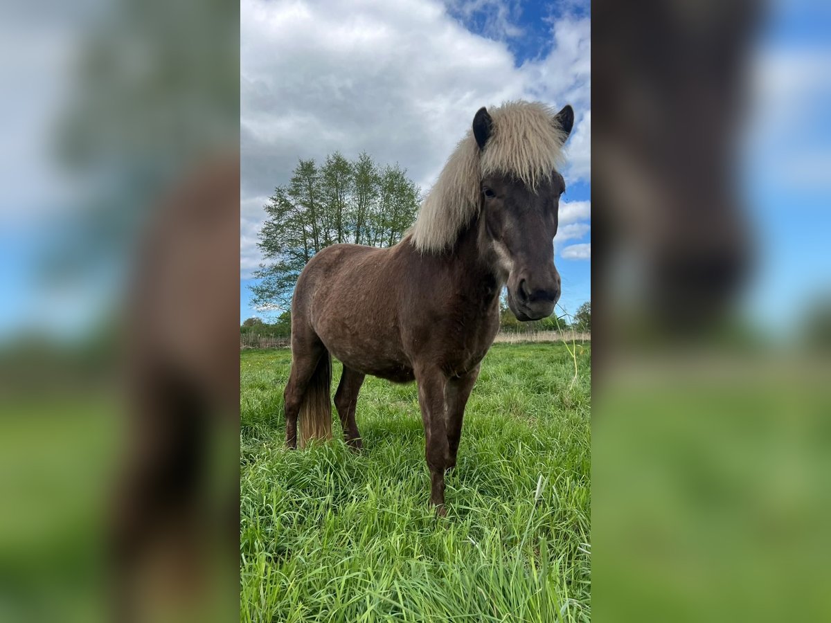 Islandpferd Stute 3 Jahre 139 cm in Blunk