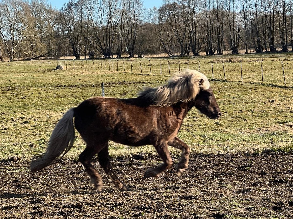 Islandpferd Stute 3 Jahre 139 cm in Blunk