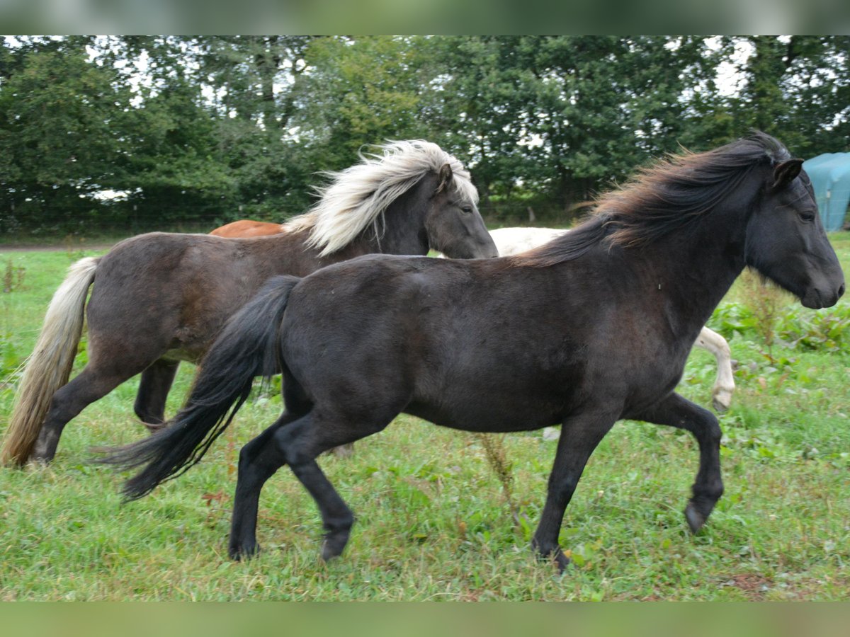Islandpferd Stute 3 Jahre 139 cm Rappe in Bunk