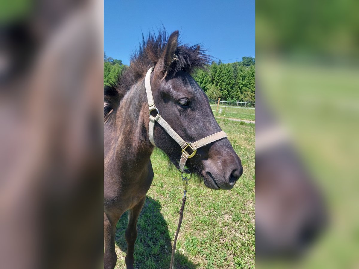 Islandpferd Stute 3 Jahre 140 cm Dunkelbrauner in Saint Marcellin