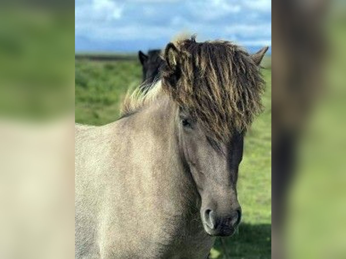 Islandpferd Stute 3 Jahre Falbe in S&#xFC;disland