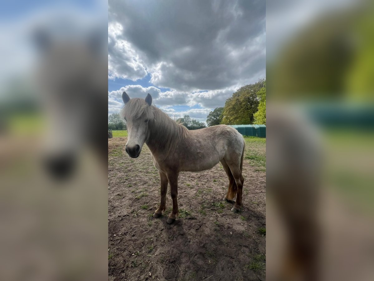 Islandpferd Stute 3 Jahre in Blunk