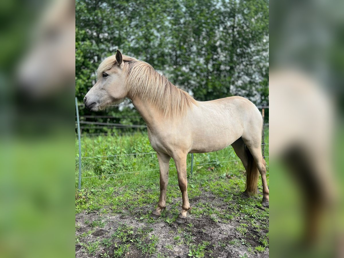 Islandpferd Stute 3 Jahre in Blunk