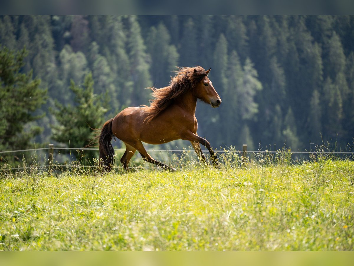 Islandpferd Stute 4 Jahre 130 cm Brauner in Davos Dorf