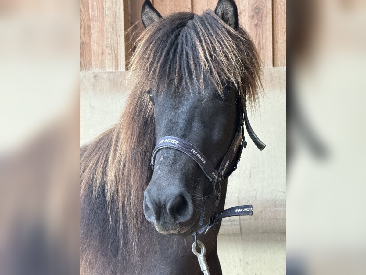 Islandpferd Stute 4 Jahre 134 cm Rappe in Fronreute