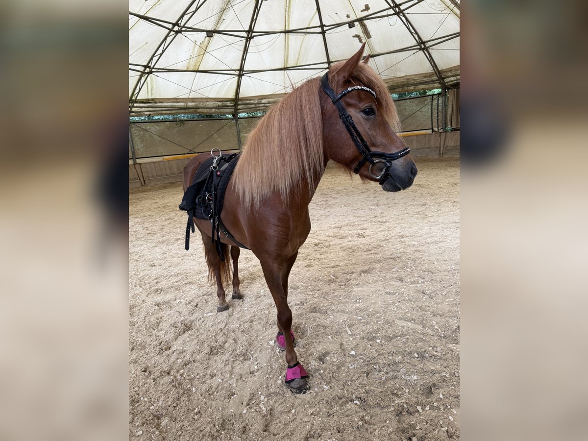 Islandpferd Stute 4 Jahre 135 cm Dunkelfuchs in Weidling