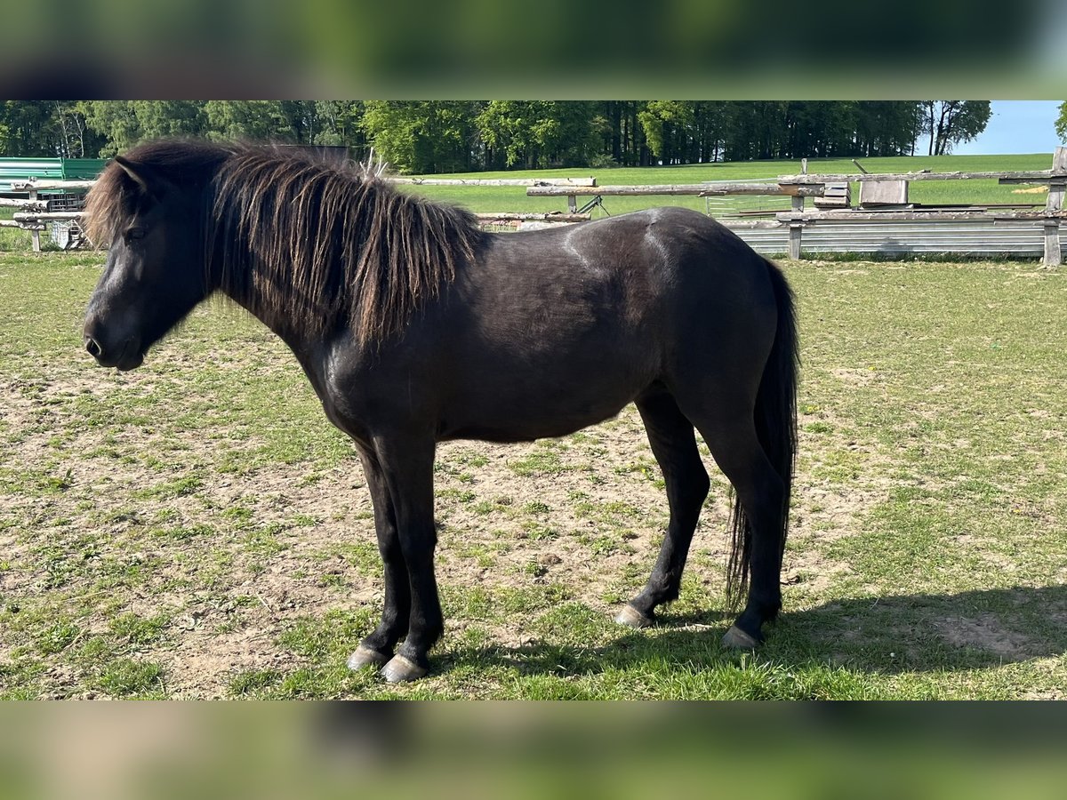 Islandpferd Stute 4 Jahre 137 cm Rappe in Bissendorf