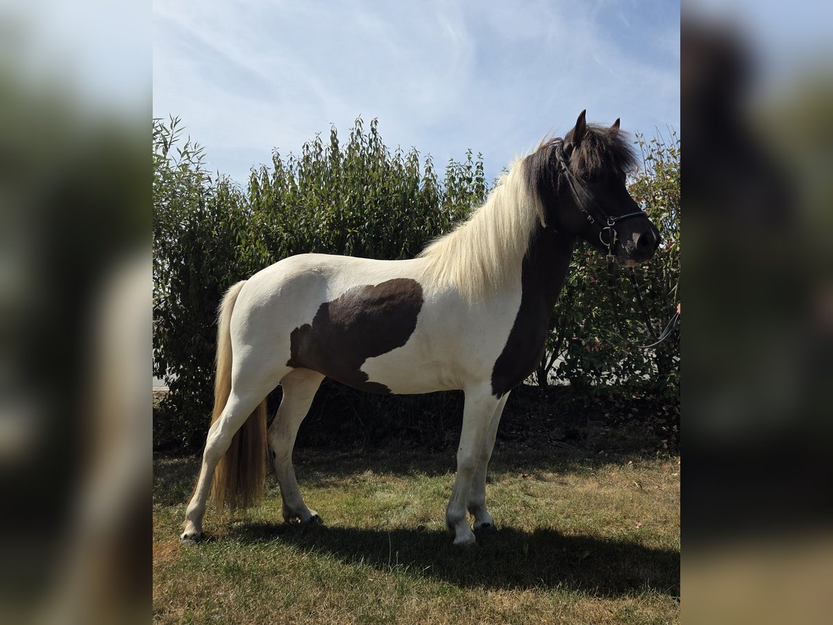 Islandpferd Stute 4 Jahre 138 cm Schecke in Battenberg (Eder)