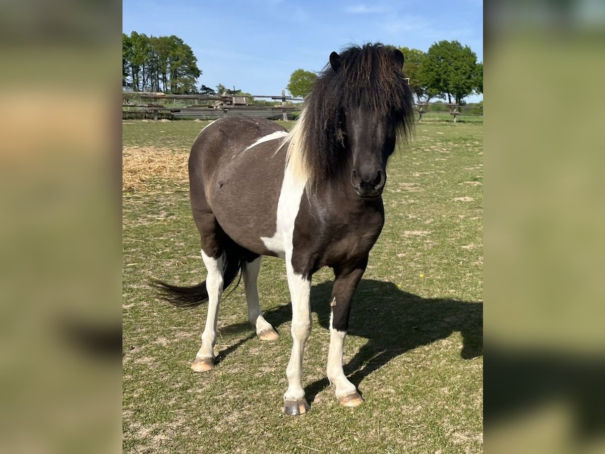 Islandpferd Stute 4 Jahre 138 cm Schecke in Bissendorf