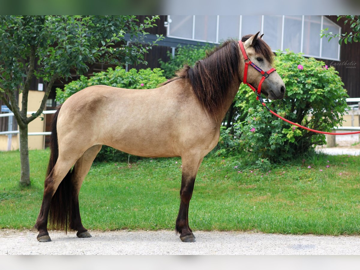 Islandpferd Stute 4 Jahre 144 cm in Stra&#xDF;walchen