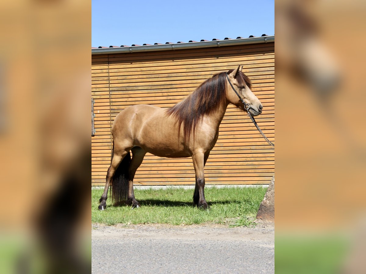 Islandpferd Stute 5 Jahre 136 cm Buckskin in Soltau