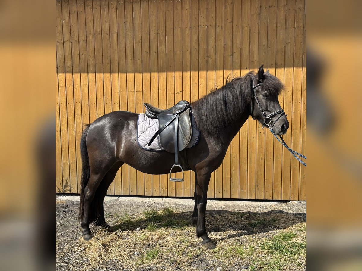 Islandpferd Stute 5 Jahre 137 cm Rappe in K&#xE4;shofen