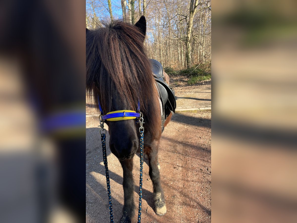 Islandpferd Stute 5 Jahre 138 cm Rappe in Gaggenau