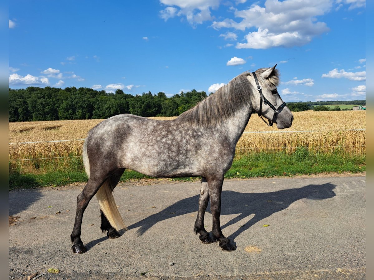 Islandpferd Stute 5 Jahre 138 cm Schimmel in Nidda