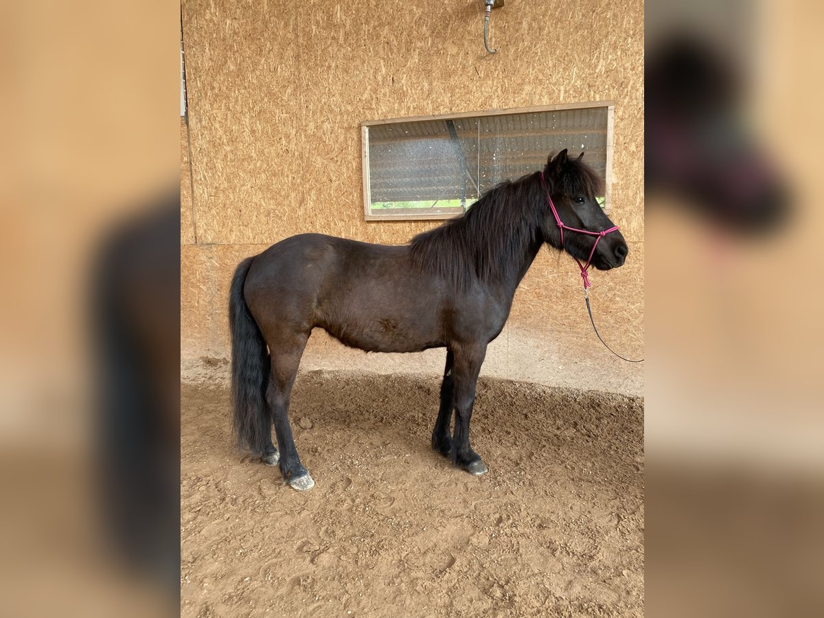 Islandpferd Stute 5 Jahre 139 cm Rappe in Schwarzenbruck