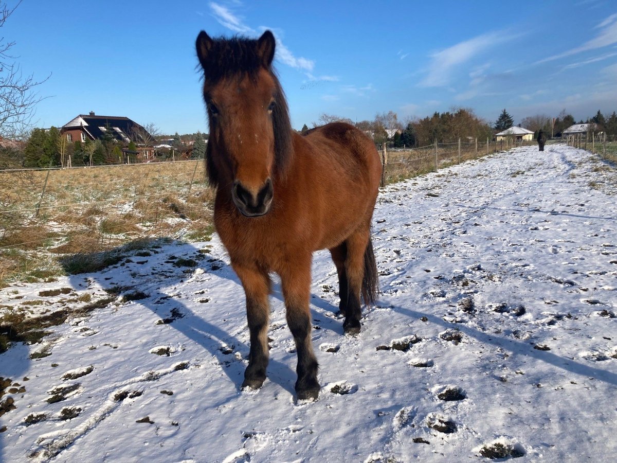 Islandpferd Stute 5 Jahre 142 cm Brauner in Sch&#xF6;nwalde-Glien