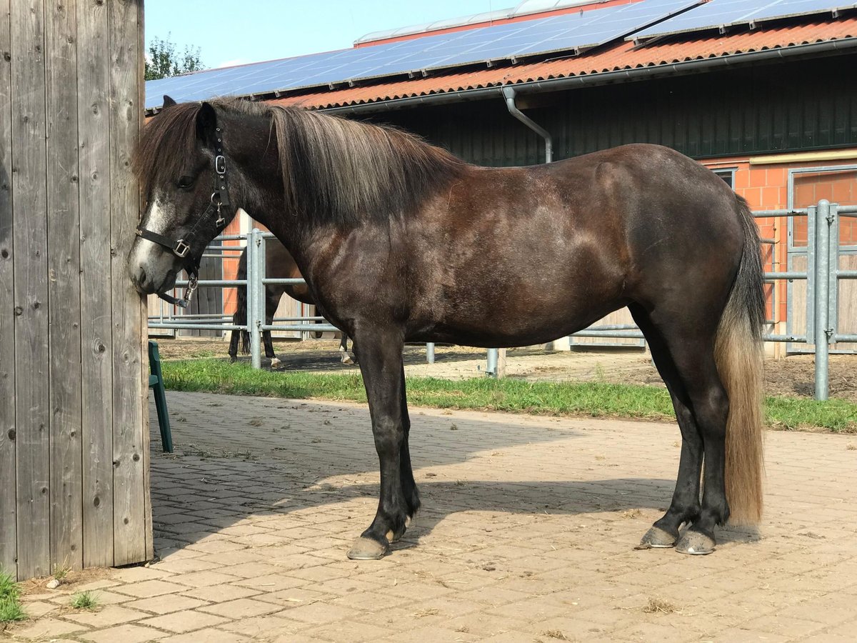 Islandpferd Stute 5 Jahre 142 cm Rappschimmel in Koberg