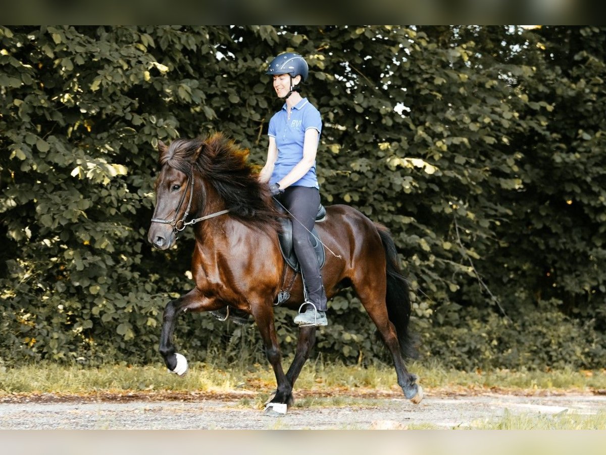 Islandpferd Stute 5 Jahre 145 cm Rappe in Taufkirchen an der Trattnach