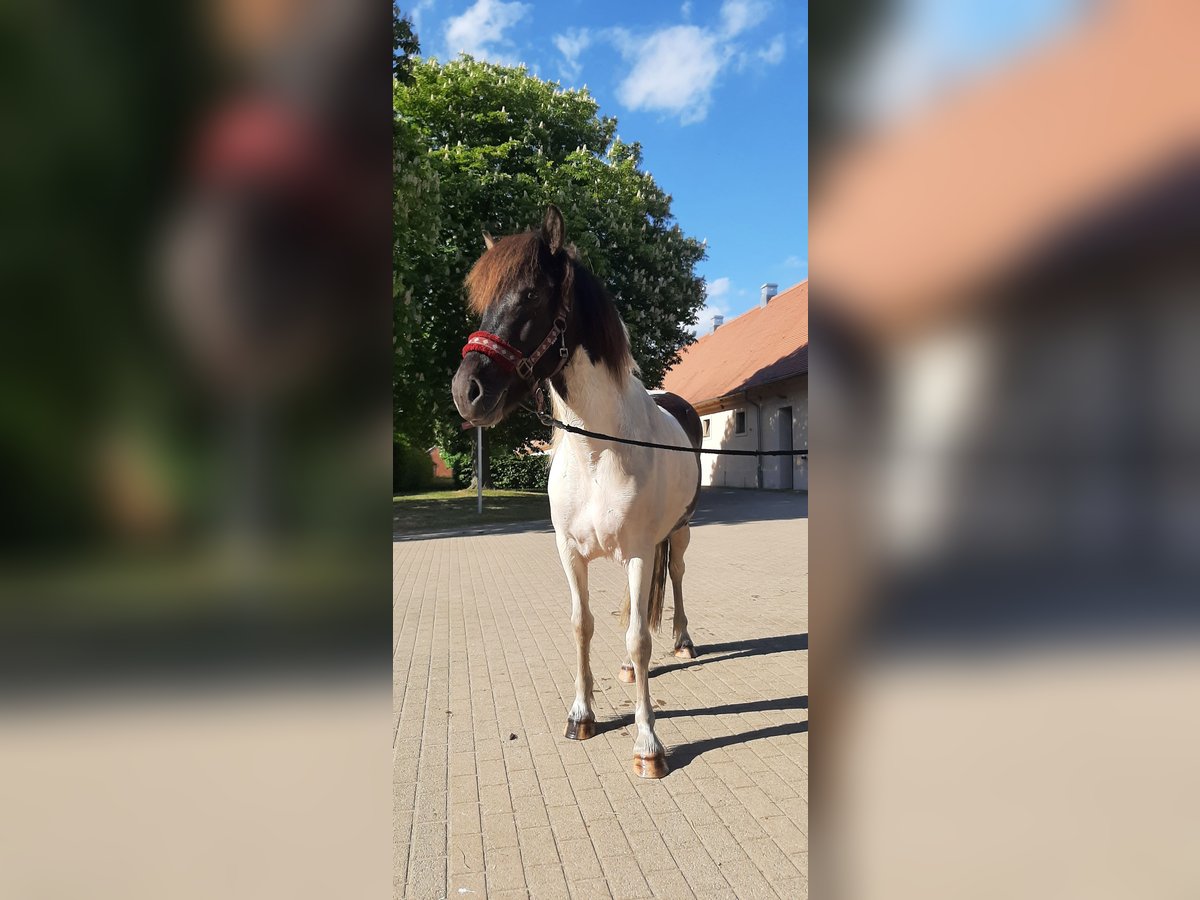 Islandpferd Stute 5 Jahre 145 cm Schecke in Stüdenitz-Schönermark