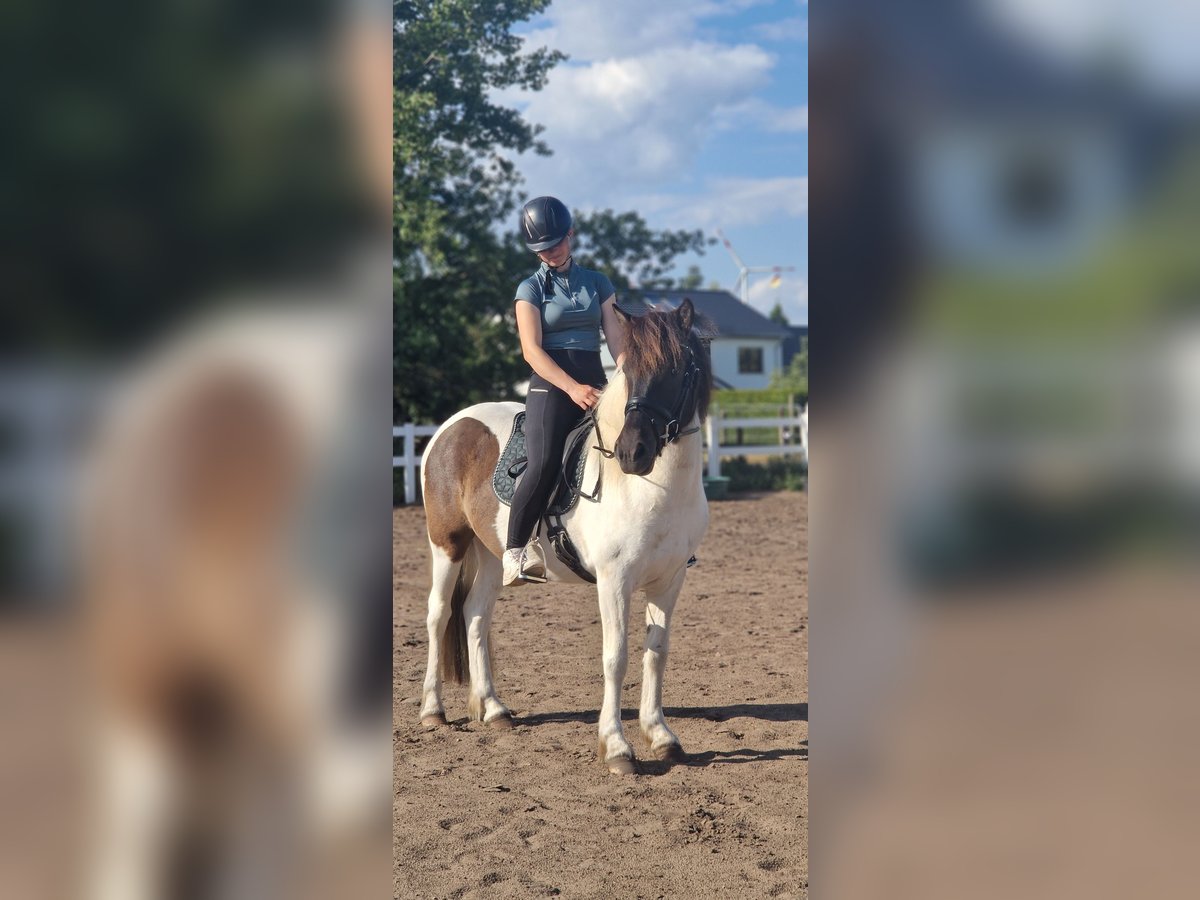 Islandpferd Stute 5 Jahre 145 cm Schecke in St&#xFC;denitz-Sch&#xF6;nermark