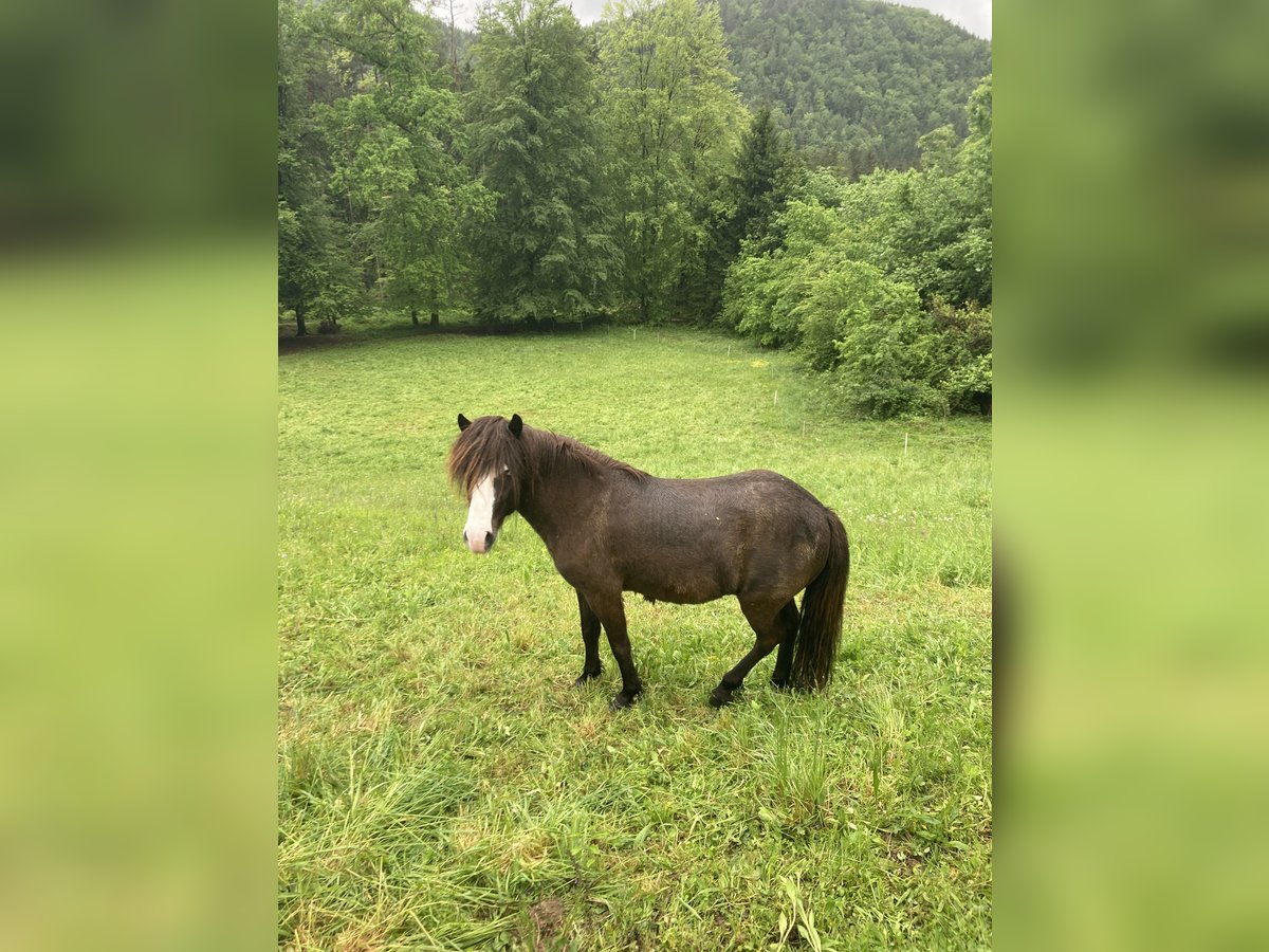 Islandpferd Stute 6 Jahre 136 cm Rappe in St. Kanzian am Klopeiner See