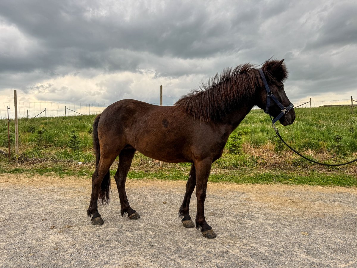 Islandpferd Stute 6 Jahre 136 cm Rappe in Oberstenfeld